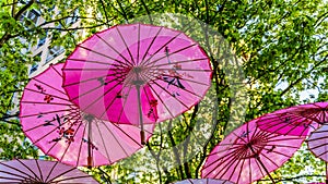 Pink Chinese Umbrellas or Parasols under a tree canopy in the Yale Town