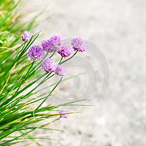 Pink chives flowers close up on edge of pathway