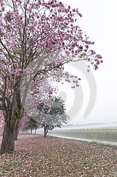 The Pink Chompoo Panthip is blooming in the park