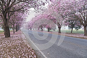 The Pink Chompoo Panthip is blooming in the park