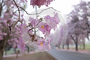 The Pink Chompoo Panthip is blooming in the park