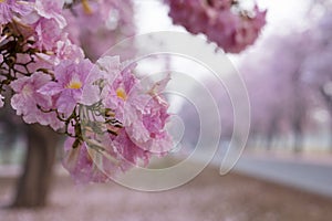 The Pink Chompoo Panthip is blooming in the park