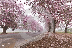 The Pink Chompoo Panthip is blooming in the park