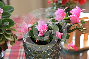 Pink Christmas cactus blooms in a ceramic planter