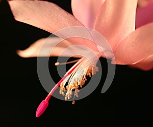 Pink christmas cactus flower