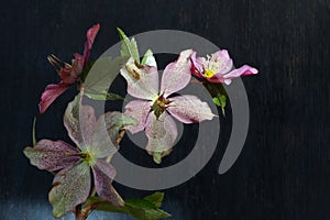 Pink Christmas rose Hellebore niger flowers