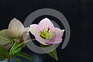 Pink Christmas rose Hellebore niger flowers