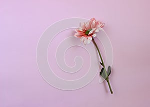 Pink chrysantemum flower on pink paper background