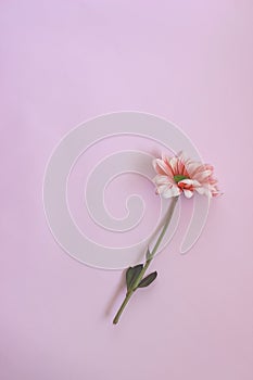 Pink chrysantemum flower on pink paper background