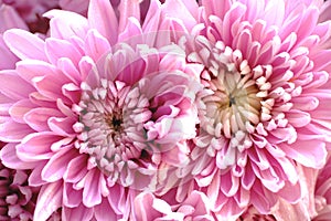 Pink chrysanthemium flowers