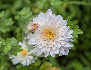 Pink chrysanthemum.