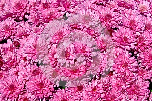 Pink Chrysanthemum Background