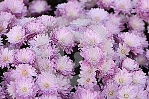 Pink chrysanthemum. Beautiful autumn flower in a garden decor. Floral background for design.