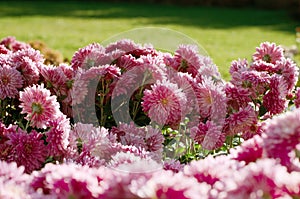 Pink chrysanthemum. Beautiful autumn flower in a garden decor. Floral background for design.