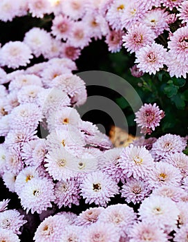 Pink chrysanthemum. Beautiful autumn flower in a garden decor. Floral background for design.