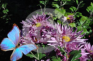 Pink chrysanthemum and blue butterfly