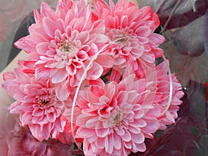 Pink chrysanthemum. A bouquet of chrysanthemums.