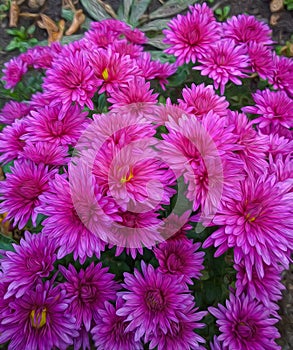 Pink chrysanthemum drawing