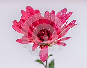 Pink chrysanthemum with droplets of water on white background,close up