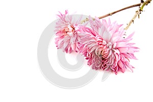 Pink chrysanthemum floa long photo