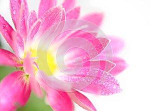 Pink chrysanthemum flower