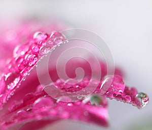 Pink chrysanthemum flower