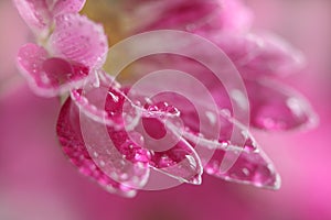 Pink chrysanthemum flower