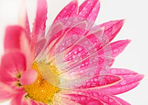 Pink chrysanthemum flower