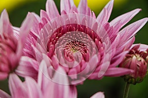 Pink chrysanthemum flower also called as flower of november photo