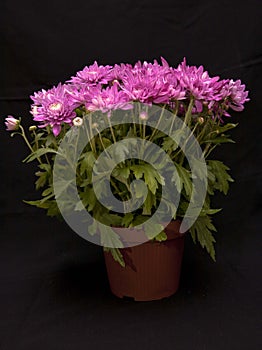 Pink chrysanthemum flower autumn flowers in macro.