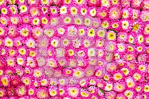 Pink chrysanthemum flower background