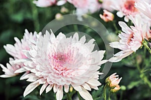 Pink chrysanthemum flower bushes