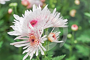 Pink chrysanthemum flower bushes