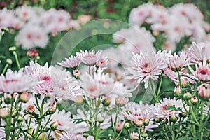 Pink chrysanthemum flower bushes