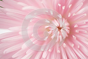 Pink chrysanthemum flower close up