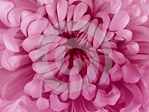Pink chrysanthemum flower. Closeup.Macro
