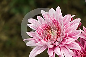 Pink chrysanthemum flower with copy space for text photo