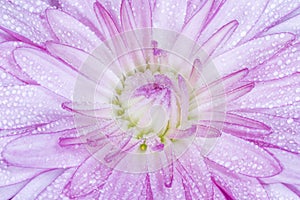 pink chrysanthemum flower covered with dew drops