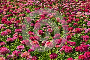 pink chrysanthemum flower in the garden