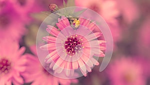 Pink Chrysanthemum flower in garden. Soft focus. Toned image