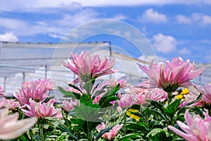 Pink Chrysanthemum flower in gerden
