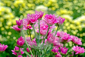 Pink Chrysanthemum flower in gerden