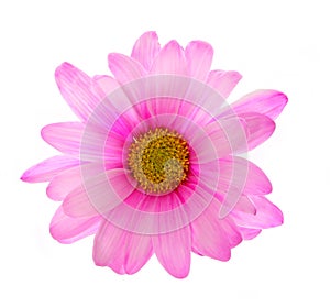 Pink chrysanthemum flower isolated
