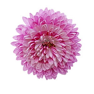 Pink chrysanthemum flower isolated on white