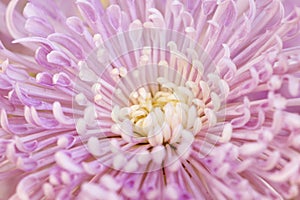 Pink Chrysanthemum Flower Macro Closeup