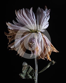 Pink Chrysanthemum Flower Portrait - Withered and Wilted Flower