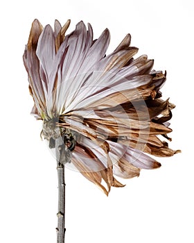 Pink Chrysanthemum Flower Portrait - Withered and Wilted Flower