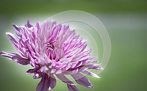 Pink Chrysanthemum Flower with soft Green Background