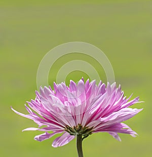 Pink Chrysanthemum Flower with soft Green Background