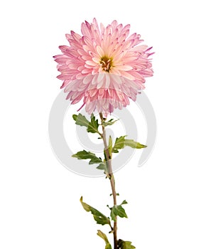 Pink chrysanthemum floweron photo